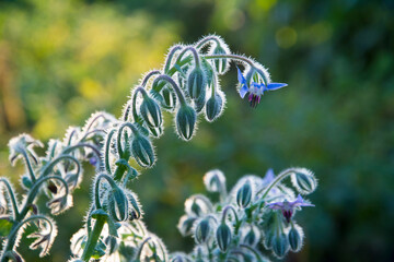 Borage flowers close up (Borago officinalis).