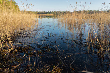 Yellowed and broken reed stems in the rays of the early morning sun on the shore of the lake in autumn.