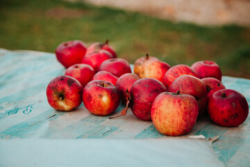 Autumn apples. Harvest concept. Red apples in the orchard. 