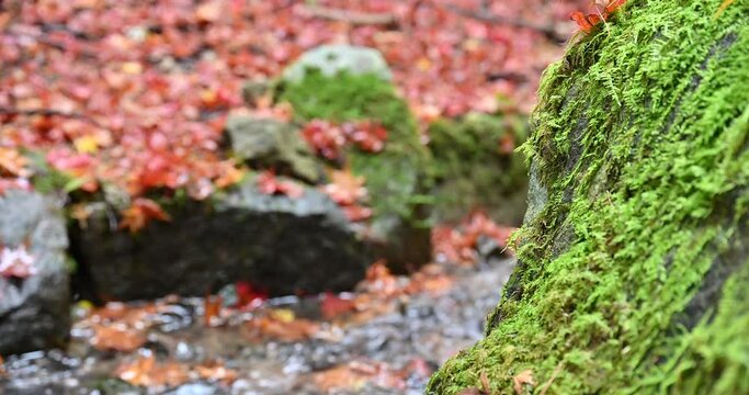 In the image of Japan Beautiful Autumn: Autumn Leaves, Moss, and Late Autumn Video