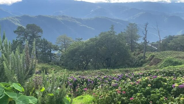 flowers, fields, mountain, view, scenic, Benguet, Philippines
