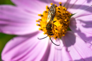 Beautiful halictidae on a cosmos flower, solitary bees, halictus