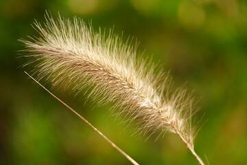 a reed with a green background