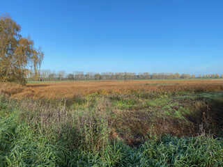 wide filed with poplar trees lining the background with deep blue sky