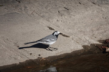 Photo of beautiful White wagtail standing on ground in Prague, Czech Republic near water. High quality photo