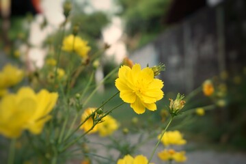 yellow flowers in the garden