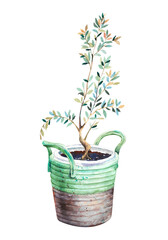 Watercolor vase with a tree. White vase with olive tree on a white background
