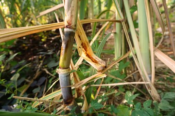 Trees or cane in the garden for fresh eating or sent to the sugar industry