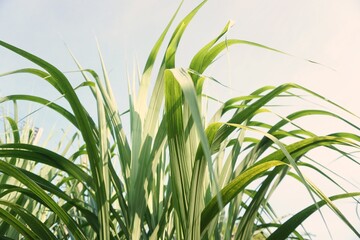 Leaves of sugarcane in the natural field