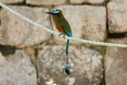 Photo of beautiful Turquoise-browed motmot sitting on rope in Mexico on stone background. High quality photo