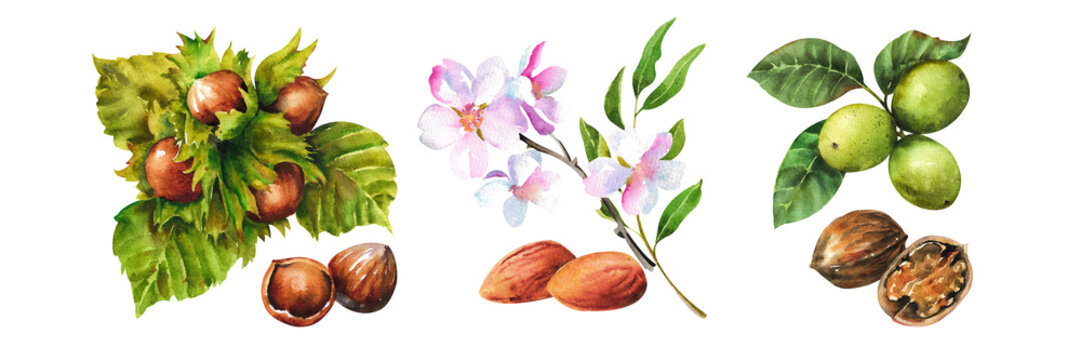 Watercolor hazelnuts. Almond, walnut and hazelnut