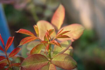 Leaf background of the rose plant in the garden for the background.