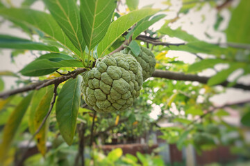 fruit or custard apple hanging on a tree