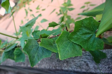 leaves or vines on the edge of the wall
