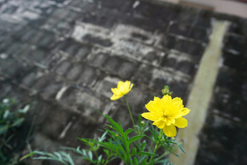 Blooming yellow flowers beside the old cement wall