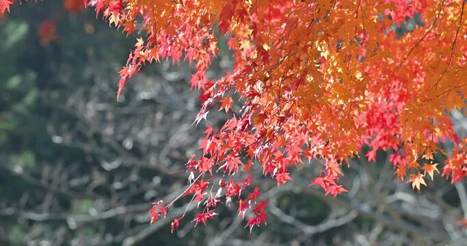 秋に使いやすい紅葉　