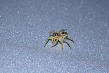 little jumping spider macro photo