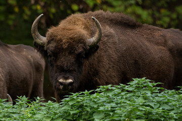 Bison in the forest in their natural habitat