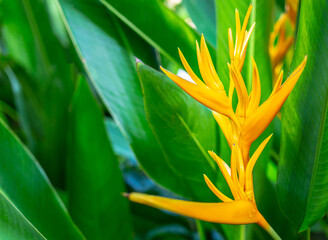 Heliconia flower or Heliconia Golden Torch. Exotic tropical flowers in the forest garden with leaves and morning sun background.