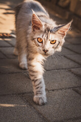 Junge Katze im Garten