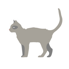 Domestic gray cat is a flat vector illustration of a gray walking cat.