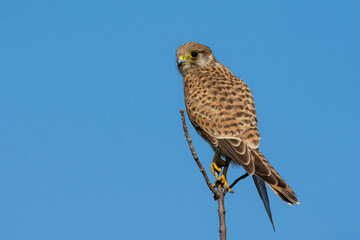 Kestrel (falco tinnunculus)