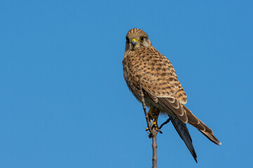 Kestrel (falco tinnunculus)