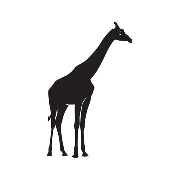 Giraffe vector silhouette.