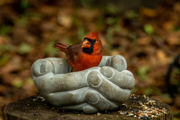 A cardinal in a birdfeeder made of hands of comfort