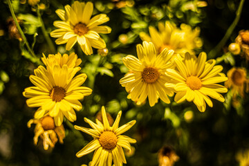 flores, flowers