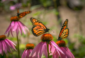 Monarch butterflies (Danaus plexippus) also known as Wanderer Butterfly on a Coneflowers (Echinacea purpurea)