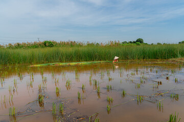 Cut grass in the field. Asian farmers are harvesting in season