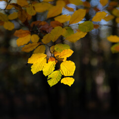 yellow autumn leaves