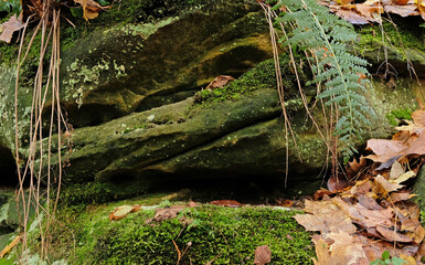 Green moss on natural stone podium with fern leaves, yellow fall leaves, autumn forest background for presentation of goods and cosmetics. Natural stand for presentation and exhibitions.  