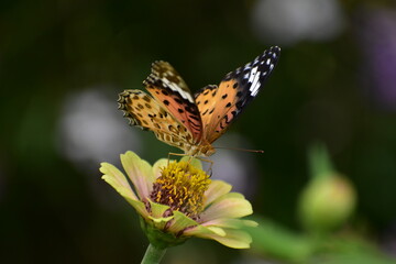 蜜を吸うオレンジの蝶