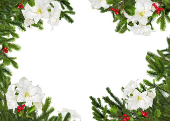 Natural green Christmas tree branches frame with red hawthorn berries and white amaryllis flowers, blank copyspace isolated