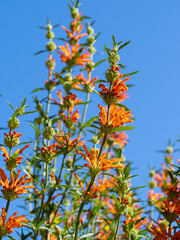 青空背景のカエンキセワタ