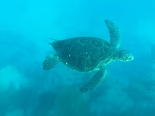 green sea turtle swimming