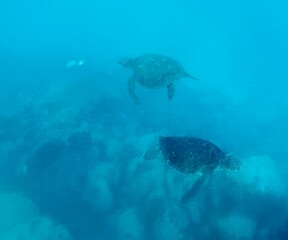 Fototapeta premium turtle swimming in the sea