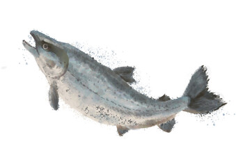 水彩のシャケ02_2