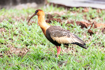 tropical bird known as 