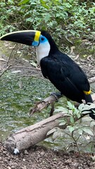 yellow billed toucan