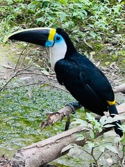 toucan in the jungle