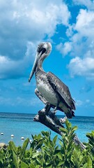 pelican on the beach