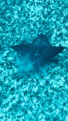 Fototapeta premium sting ray