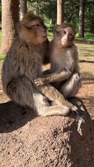 mother and baby Barbary macaque