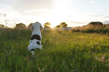  A cute white haired beagle puppy is sitting on the grass field looking golden ray from the sunset in Thailand.