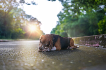 An old beagle dog scratches his leg while lay down on the lonely road in the morning.