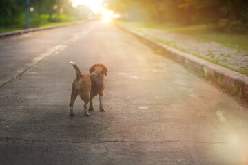 An adorable beagle dog is standing on the lonely road under the morning sun.