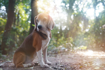 An old beagle dog is sitting down on the ground under the tree.